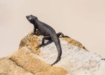 Black-girdled Lizard on a rock at Cape of Good Hope, South Africa