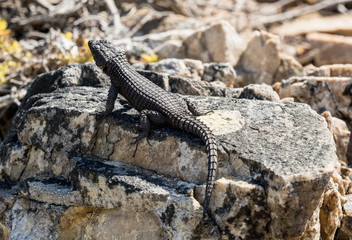 Black-girdled Lizard on a rock at Cape of Good Hope, South Africa