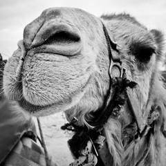 portrait of a camel in israel