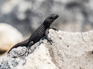 Black-girdled Lizard on a rock at Cape of Good Hope, South Africa