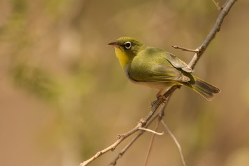 Rueppell's Weaver / Ploceus galbula