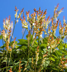 flowers ming blade, against a blue sky