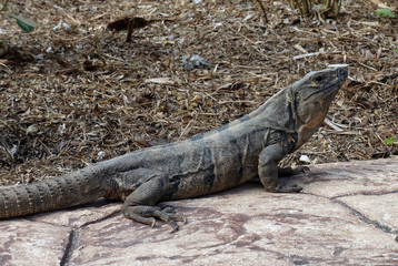 Leguan auf Cozumel, Mexiko