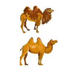 Bactrian camel during and after molting