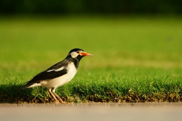 Asian Pied Starling / Gracupica contra