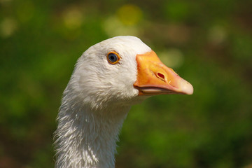 Close-up the head of white goose.