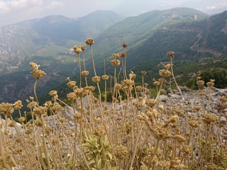 flowers in the mountains