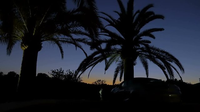 Black palm trees silhouettes on the background of sunset sky. Magnificent view of the sunset in yellow and blue. Mediterranean resort. Contre-jour, color gradient