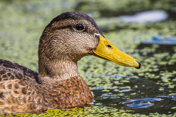 Mallard duck - close-up of a mallard duck on the water swimming in a pond. Portrait of a charming Mallard duck  with water droplets on his head.