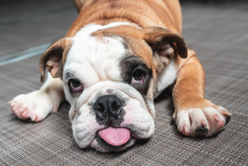 Cute Bulldog Puppy