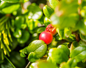 Cowberry ( Vaccinium vitis-idaea, Lingonberry, Partridgeberry). Fresh wild Organic lingonberry in forest. non GMO. Vegetation of North America, Scandinavia and Russia.