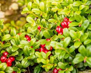 Cowberry ( Vaccinium vitis-idaea, Lingonberry, Partridgeberry). Fresh wild Organic lingonberry in...