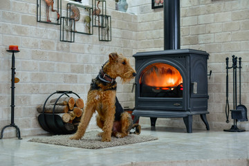 Airedale Terrier dog (1 year old), in the interior of the house (by the fireplace and woodpile)