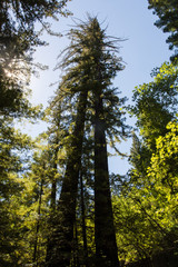 Giant Redwood tree, photo looking up at the tree, in Redwood National Park in Lady Bird Johnson Grove in Northern California, with a bright blue sky