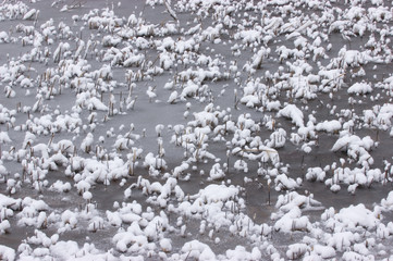 Abgeschnittene Schilfhalme im Schnee
