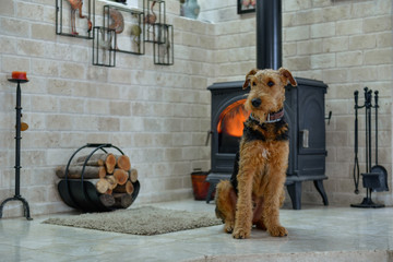 Airedale Terrier dog (1 year old), in the interior of the house (by the fireplace and woodpile)