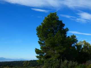 Paesaggio d'albero
