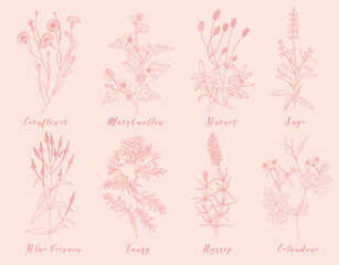 Vector medicinal herbs.