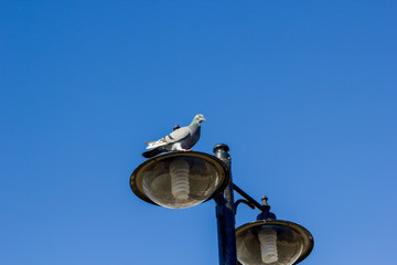 Dove on the lantern