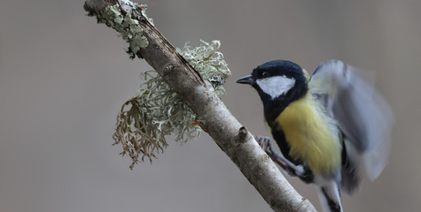 Large titmouse lands on a branch, keeping balance and by flapping wings ...
