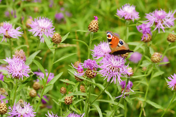 Butterfly drinks nectar from a flower.