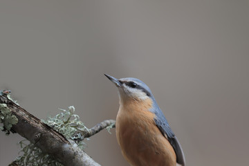 Proud nuthatch on a blurred gray background ...