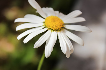 daisy on green background