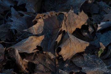 closeup of dead leaves
