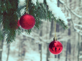 Close up of red Christmas balls in winter forest.