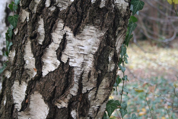 White birch tree in the garden with selective focus. Betula pendula or Silver Birch trunk

