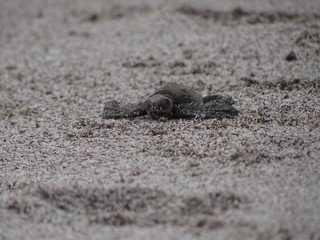 Baby Olive Ridley Sea Turtle fights its way to the sea at Montezuma Beach, Costa Rica
