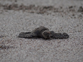 Baby Olive Ridley Sea Turtle fights its way to the sea at Montezuma Beach, Costa Rica