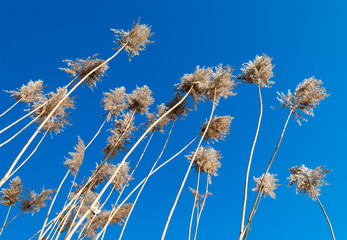 Dry Winter Reeds