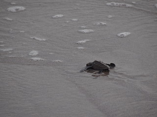 Baby Olive Ridley Sea Turtle fights its way to the sea at Montezuma Beach, Costa Rica