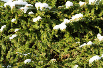 Texture of green pine branches and snow