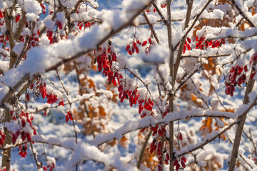 branches of a bush with red berries covered with snow on a sunny winter day