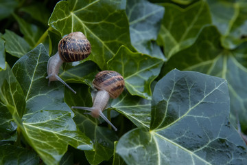 Snails on the green wet ivy in the morning