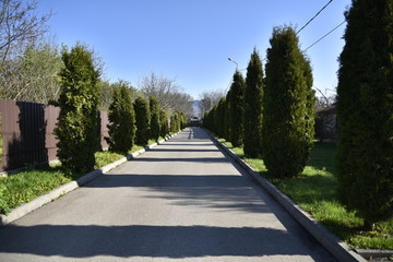 road in the park