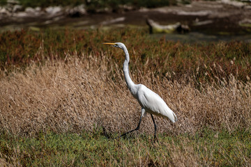Fototapeta premium Great Egret - Morro Bay California - 1 of 2
