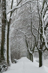 Verschneite Baumallee in Heilbronn
