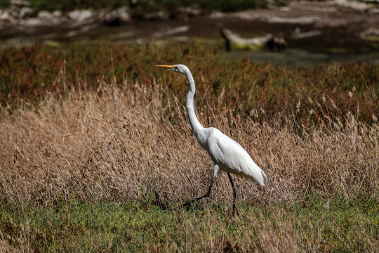 Great Egret - Morro Bay California - 1 of 2
