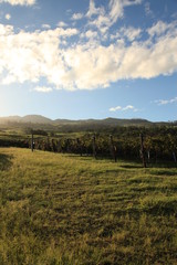 Obraz premium Vineyard Grapes