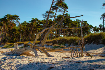 Abgestorbener Baum am Weststrand