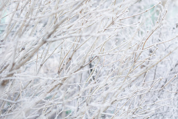 the branches of trees in frost winter