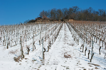 Weinberge mit Schnee bei Heilbronn