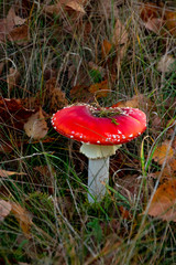 Fliegenpilz seitlich zwischen Laub und Gras
