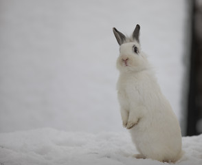 white Easter bunny in the winter in the snow