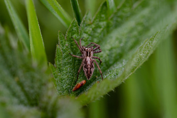 Kleine Wolfsspinne auf einen Blatt