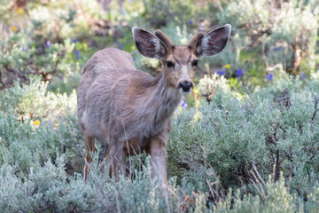 Wild Deer on the High Plains of Colorado