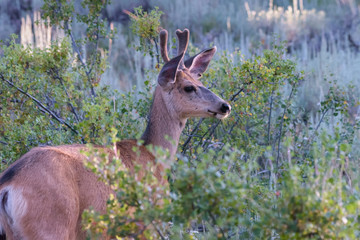 Wild Deer on the High Plains of Colorado